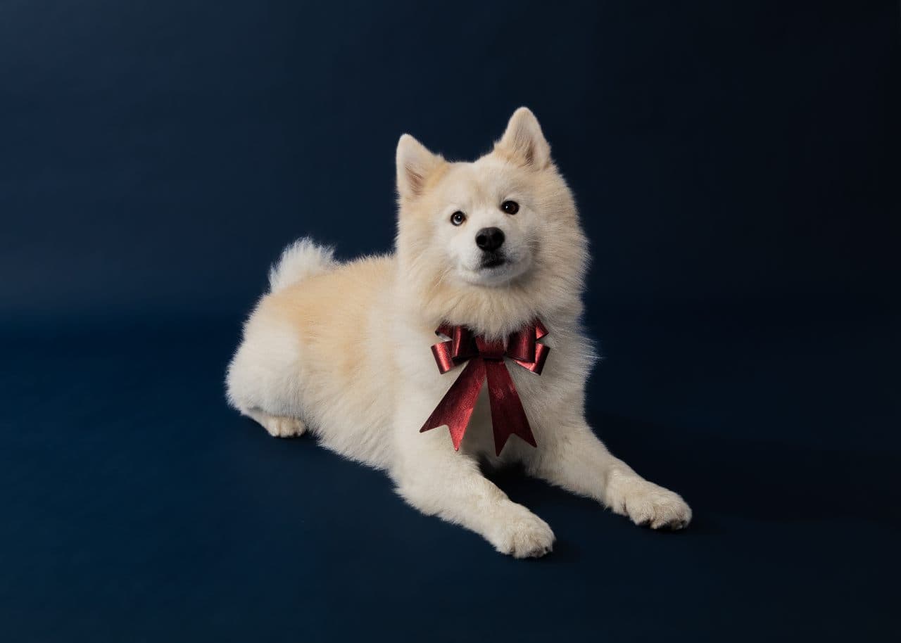 Dierenshoot