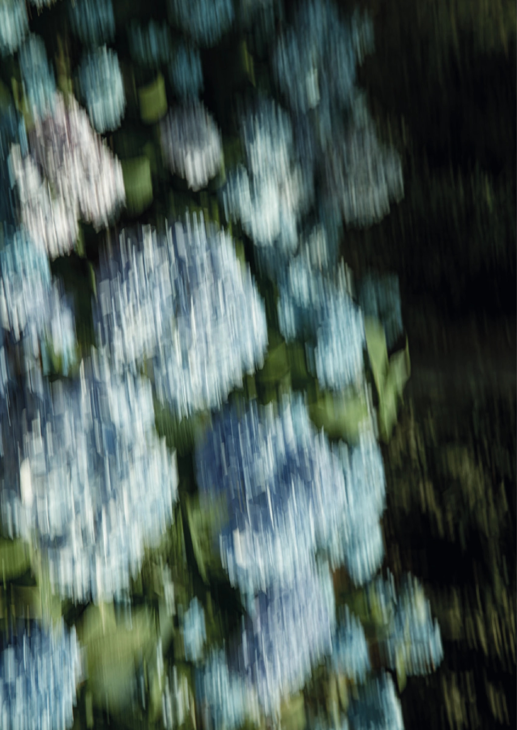 Blind — hortensia's, bewogen