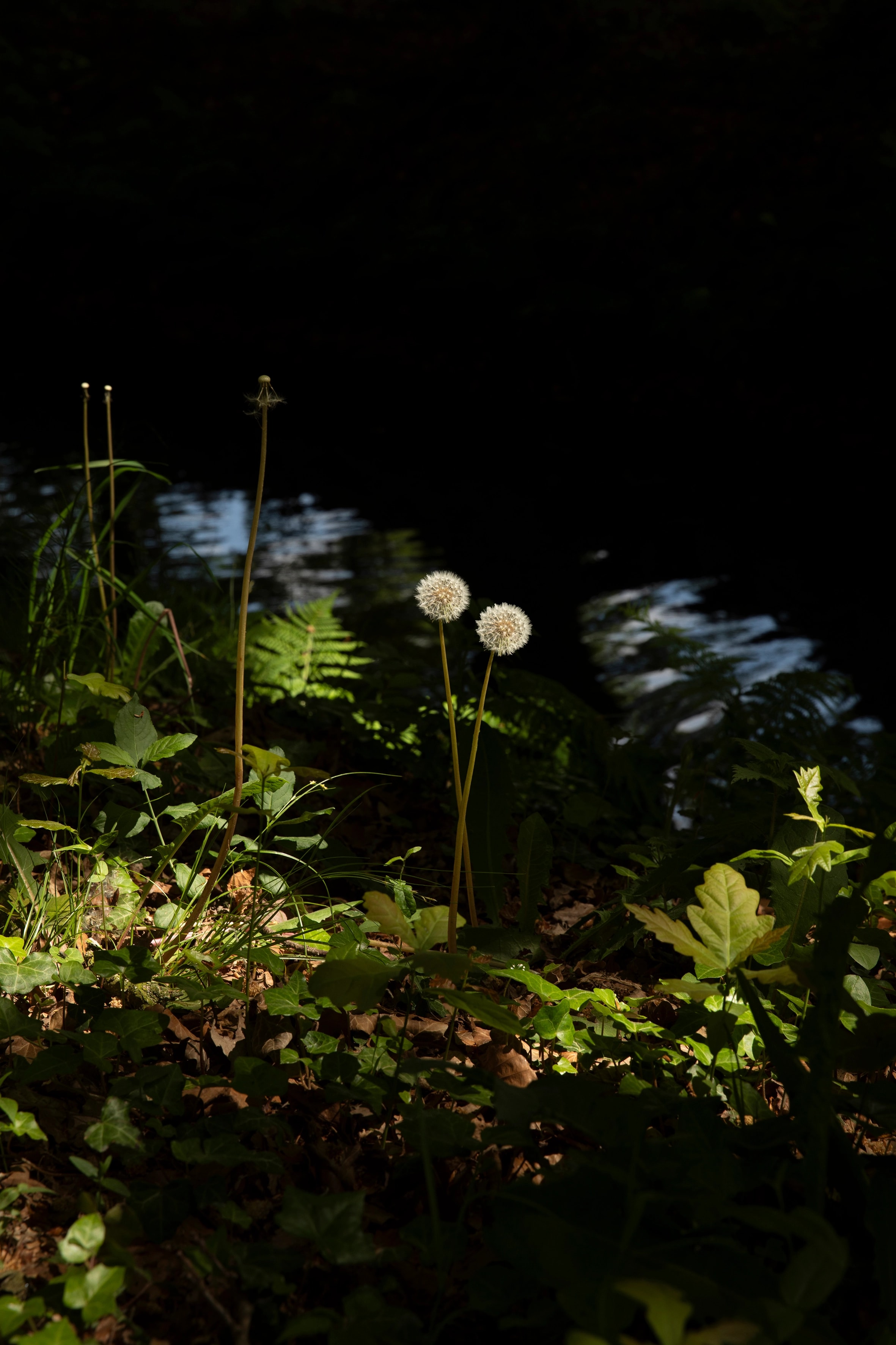 Hou (me) Vast – paardenbloemen in het donker